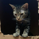 Larry eventually got in the box but refused to enter the inner chamber itself.